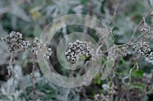 Dried flowers. Ekibana. Fern flowers. Forest grass.