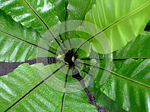 Fern leaves grow in the garden