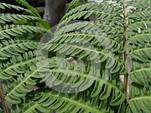 Fern leaves growing wild in muna area