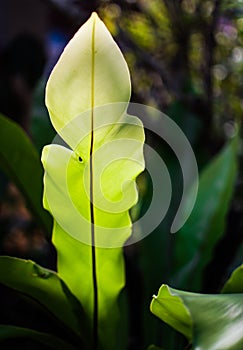 The Fern Leaves that Growth is Bright Green.