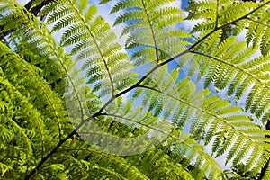 Fern Leaves Macro Blue Sky