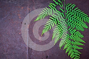 fern leaves on an old rusty metal background texture with holes