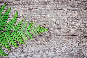 fern leaves on an old wood background with furrows