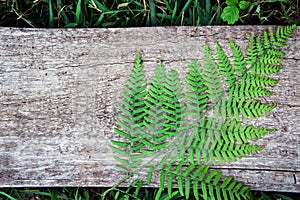 fern leaves on an old wood background with furrows