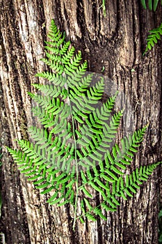 fern leaves on an old wood background with furrows