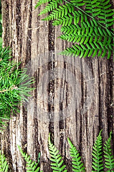 fern leaves on an old wood background with furrows