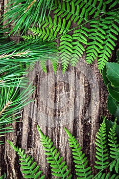 fern leaves on an old wood background with furrows