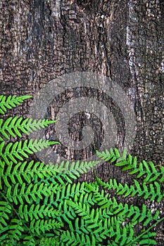 fern leaves on an old wood background with furrows