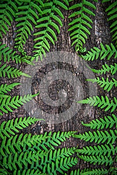 fern leaves on an old wood background with furrows