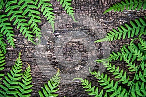 fern leaves on an old wood background with furrows