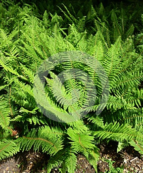 Fern leaves in the park.