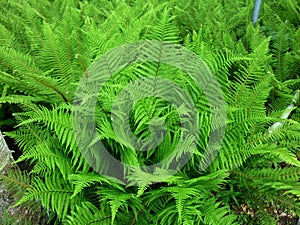 Fern leaves in the park.