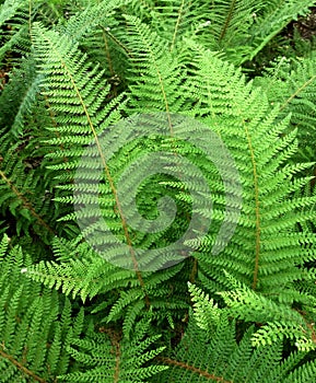 Fern leaves in the park.