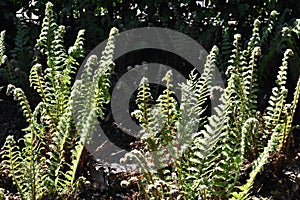 Fern leaves, in the park.