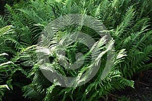 Fern leaves, in the park.