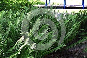 Fern leaves, in the park.