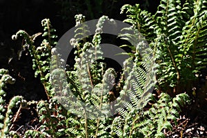 Fern leaves, in the park. photo
