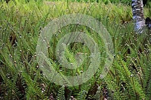 Fern leaves, in the park. photo