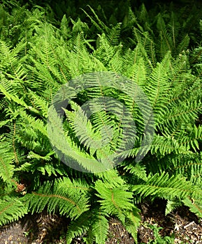Fern leaves in the park. photo