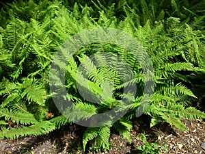 Fern leaves in the park. photo