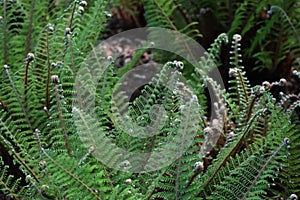 Fern leaves, in the park. photo