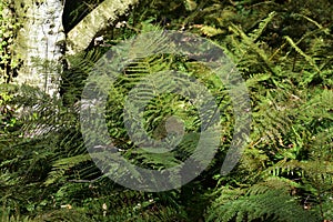 Fern leaves, in the park. photo
