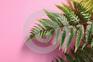 Fern leaves on pink background Ai photo