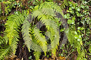 Fern leaves, the plant with the oldest genes ever studied