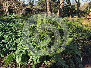 Fern leaves, Polypodiopsida or Polypodiophyta, in the park.