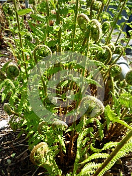 Fern leaves, Polypodiopsida or Polypodiophyta, in the park.