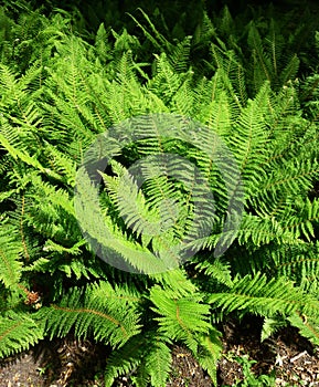 Fern leaves, Polypodiopsida or Polypodiophyta, in the park.