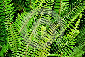 Fern leaves (Pteridophyta) photo