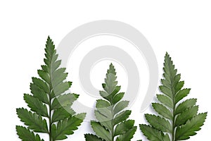 Fern leaves - Rumohra adiantiformis (Aspedium capense), Leatherleaf fern leaf.