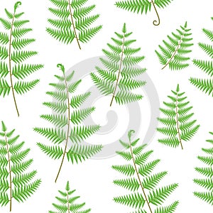 Fern leaves seamless vector pattern