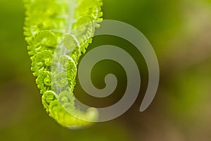 Fern leaves in spring on a sunny day