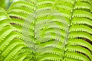 Fern leaves in spring on a sunny day