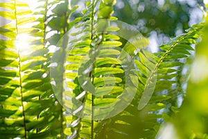 Fern leaves and sun rays . Natural background. The leaves of the plant.