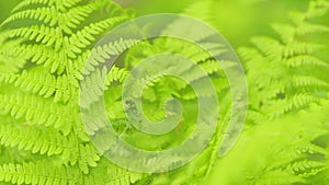 Fern leaves in sunlight. Abstract texture of green plants. Nature abstract background. Rack focus.