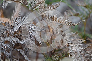 Fern leaves texture in Tasmania, Australia