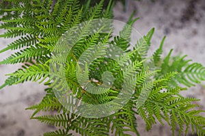 Fern leaves texture in Tasmania, Australia