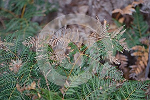 Fern leaves texture in Tasmania, Australia