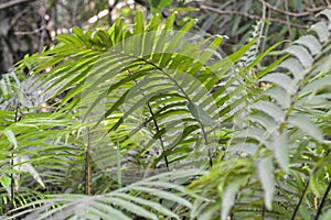 Fern leaves thrive under the trees