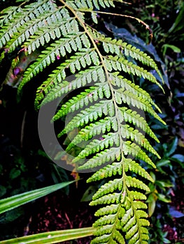 fern leaves or Tracheophyta ferns. photo