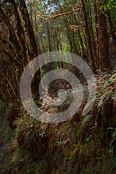 Fern leaves on the trekking route through dense forest towards Varsey Rhododendron Sanctuary or Barsey Rhododendron Sanctuary. A