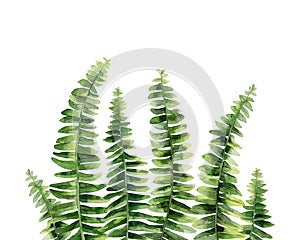 Fern leaves. Tropical forest plants. Botanical art. Watercolour illustration isolated on white background.