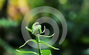 Fern leaves unfurling in Sri Lanka