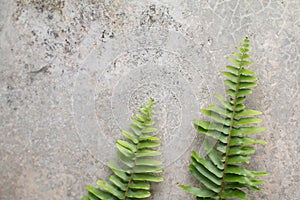 Fern Leaves with vintage  Background