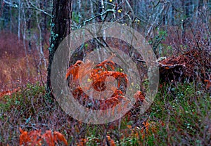 Fern leaves in vivid colors