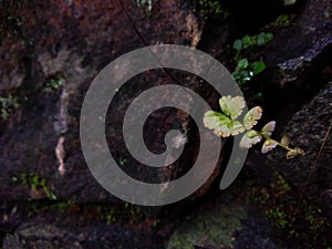 Fern leaves on wall macro images