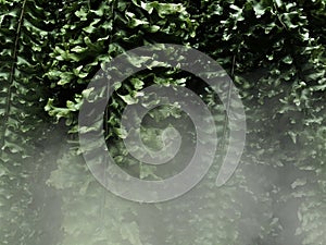 Fern leaves and white fog in the Dark background